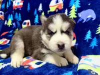 Jack, a male Siberian Husky for sale in Centreville, MD – 2 of 10