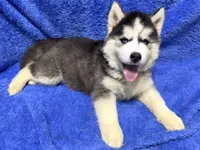 Jack, a male Siberian Husky for sale in Centreville, MD – 9 of 9