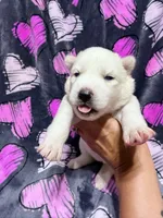 Jeanette, a female Siberian Husky for sale in Centreville, MD – 2 of 6