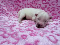 Eleanor, a female Siberian Husky for sale in Centreville, MD – 6 of 6