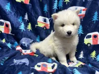 Damon, a male Siberian Husky for sale in Centreville, MD – Photo 4 of 10