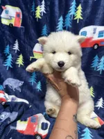 Damon, a male Siberian Husky for sale in Centreville, MD – Photo 1 of 10