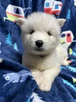 Damon, a male Siberian Husky for sale in Centreville, MD – Photo 3 of 10