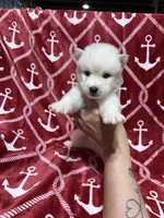 Damon, a male Siberian Husky for sale in Centreville, MD – Photo 6 of 10