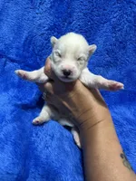 Damon, a male Siberian Husky for sale in Centreville, MD – Photo 9 of 10