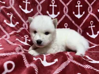 Damon, a male Siberian Husky for sale in Centreville, MD – Photo 7 of 10