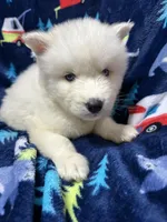 Damon, a male Siberian Husky for sale in Centreville, MD – Photo 2 of 10