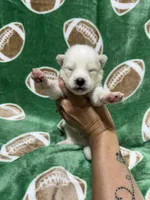 Damon, a male Siberian Husky for sale in Centreville, MD – Photo 8 of 10