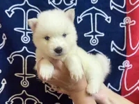 Damon, a male Siberian Husky for sale in Centreville, MD – Photo 5 of 10