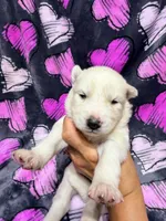 Brittany, a female Siberian Husky for sale in Centreville, MD – 2 of 7