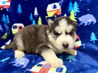 Jack, a male Siberian Husky for sale in Centreville, MD – 6 of 10