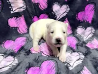 Eleanor, a female Siberian Husky for sale in Centreville, MD – 3 of 6