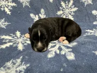 processed/f78c4054-9674-411b-a848-9c44cd3f49ab/listing/baaf25b2-f227-477c-b6f5-1bc728e237a0/77d46ddc-7a0c-47fb-b576-0eed38379cfb