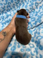 Espresso, a male Siberian Husky for sale in Centreville, MD – Photo 3 of 4