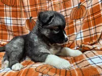 AKC Coal, a male Siberian Husky for sale in Centreville, MD – Photo 3 of 10