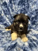 AKC Coal, a male Siberian Husky for sale in Centreville, MD – Photo 6 of 10