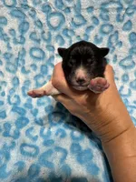 AKC Coal, a male Siberian Husky for sale in Centreville, MD – Photo 9 of 10