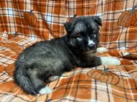 AKC Coal, a male Siberian Husky for sale in Centreville, MD – Photo 4 of 10