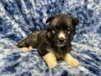 AKC Coal, a male Siberian Husky for sale in Centreville, MD – Photo 5 of 10