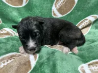 AKC Coal, a male Siberian Husky for sale in Centreville, MD – Photo 7 of 10