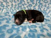 AKC Coal, a male Siberian Husky for sale in Centreville, MD – Photo 10 of 10