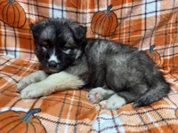 AKC Coal, a male Siberian Husky for sale in Centreville, MD – Photo 2 of 10