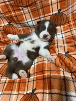 AKC Macchiato, a female Siberian Husky for sale in Centreville, MD – Photo 2 of 10