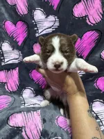 AKC Macchiato, a female Siberian Husky for sale in Centreville, MD – Photo 7 of 10