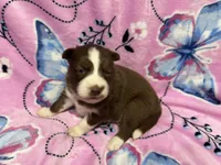 AKC Macchiato, a female Siberian Husky for sale in Centreville, MD – Photo 5 of 10