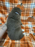 AKC Macchiato, a female Siberian Husky for sale in Centreville, MD – Photo 4 of 10