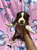 AKC Macchiato, a female Siberian Husky for sale in Centreville, MD – Photo 6 of 10