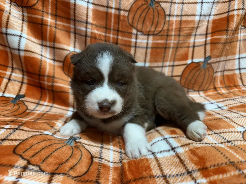 AKC Macchiato, a female Siberian Husky for sale in Centreville, MD – Photo 1 of 10