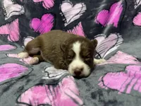 AKC Macchiato, a female Siberian Husky for sale in Centreville, MD – Photo 8 of 10