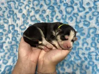 Jack, a male Siberian Husky for sale in Centreville, MD – 10 of 10