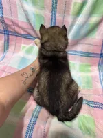 AKC Peter, a female Siberian Husky for sale in Centreville, MD – Photo 5 of 10