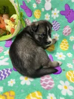 AKC Peter, a female Siberian Husky for sale in Centreville, MD – Photo 3 of 6