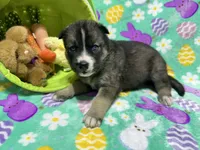AKC Peter, a female Siberian Husky for sale in Centreville, MD – Photo 2 of 6