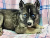 AKC Peter, a female Siberian Husky for sale in Centreville, MD – Photo 1 of 10