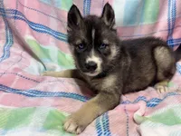 AKC Peter, a female Siberian Husky for sale in Centreville, MD – Photo 3 of 10