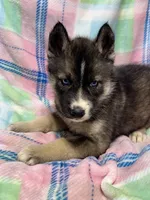 AKC Peter, a female Siberian Husky for sale in Centreville, MD – Photo 2 of 10