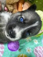 AKC Peter, a female Siberian Husky for sale in Centreville, MD – Photo 6 of 6