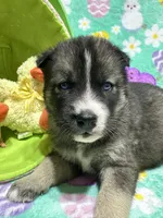 AKC Peter, a female Siberian Husky for sale in Centreville, MD – Photo 5 of 6