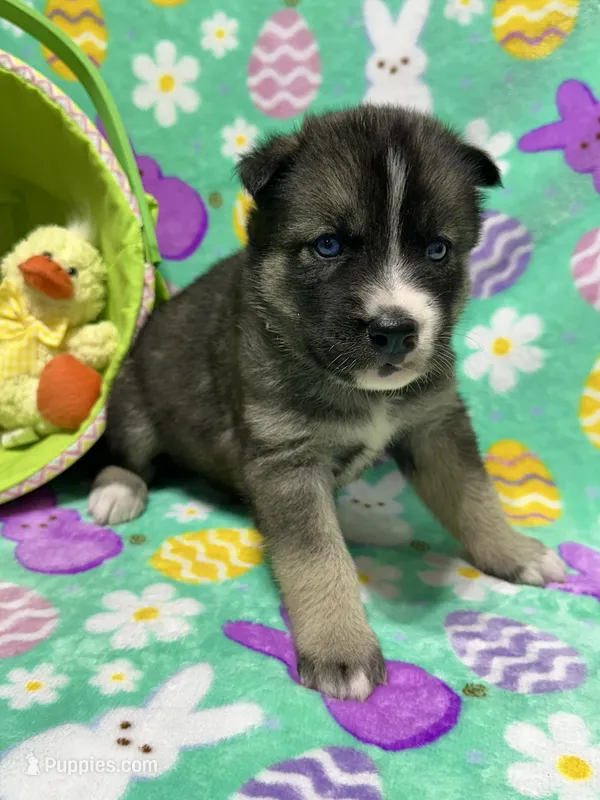 AKC Peter – Siberian Husky puppy for sale in Centreville, MD