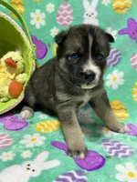 AKC Peter, a female Siberian Husky for sale in Centreville, MD – Photo 1 of 6