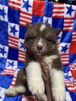 Chestnut, a male Siberian Husky for sale in Centreville, MD – 1 of 7