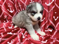 AKC Kona, a male Siberian Husky for sale in Centreville, MD – 6 of 9