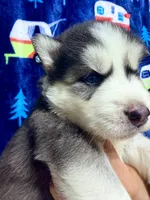 Jack, a male Siberian Husky for sale in Centreville, MD – 3 of 10