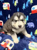 King, a male Siberian Husky for sale in Centreville, MD – 2 of 7