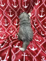 AKC Kona, a male Siberian Husky for sale in Centreville, MD – 7 of 9
