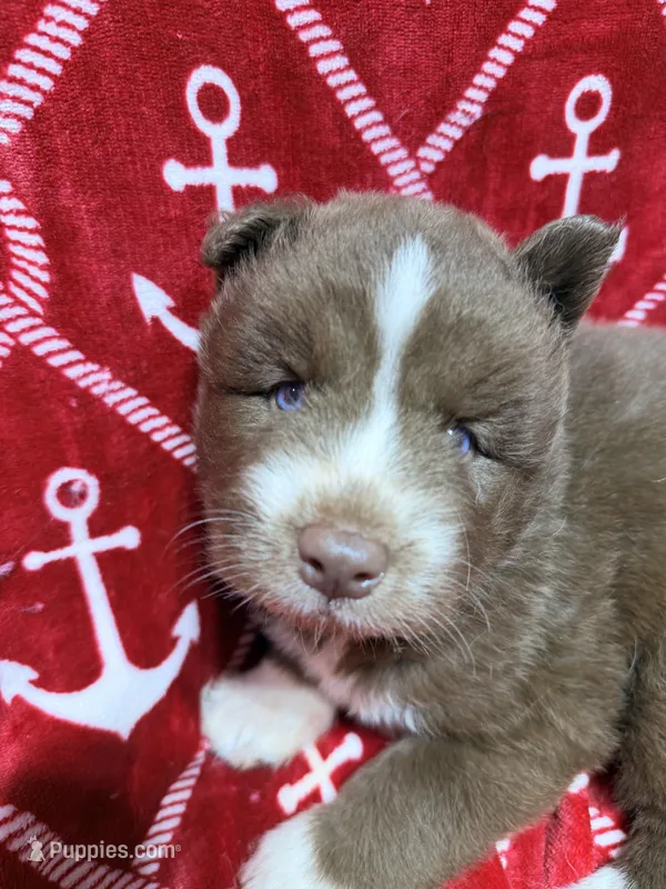 Phoenix  – Siberian Husky puppy for sale in Centreville, MD